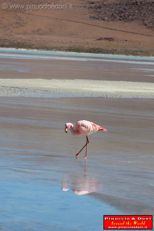 BOLIVIA 2 - Ruta de Las Joyas - Laguna Hedionda - Fenicotteri Rosa - 1.jpg